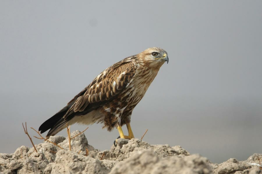 Long-legged Buzzard perching on a mound