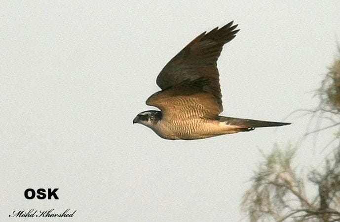 Northern Goshawk in flight