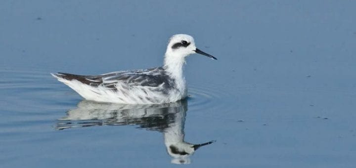 Red-necked Phalarope Phalaropus lobatus