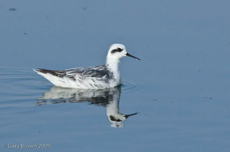 Red-necked Phalarope Phalaropus lobatus