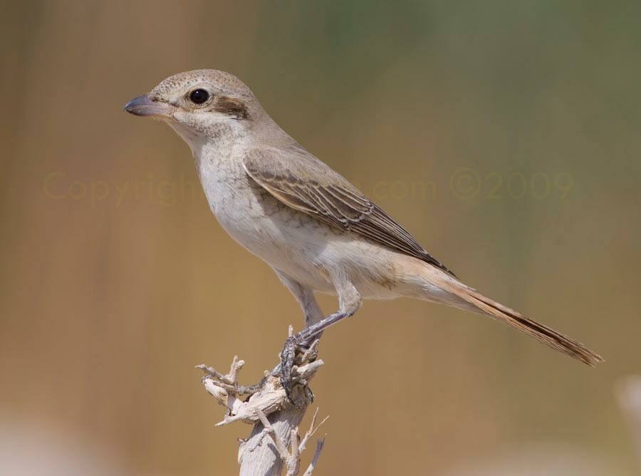 Red-tailed Shrike on top on a stick