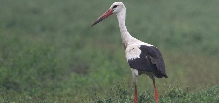 White Stork standing on a green field