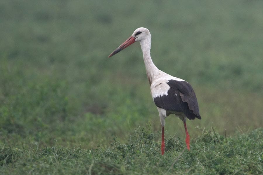 White Stork on a green field