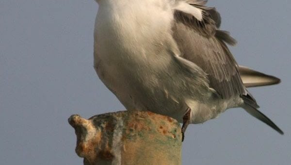 White-cheeked Tern standing on a post