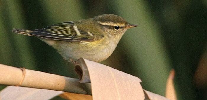Yellow-browed Warbler perching on a branch