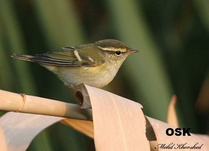 Yellow-browed Warbler perching on a branch