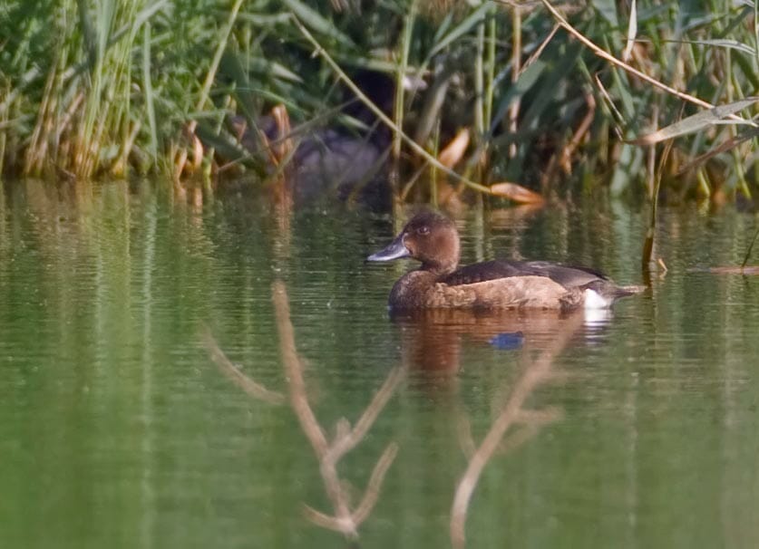 Ferruginous Duck swimming in water