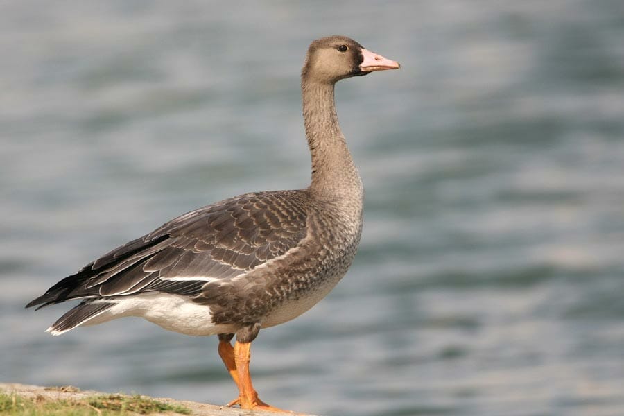 Greater White-fronted Goose anser albifrons by a lake