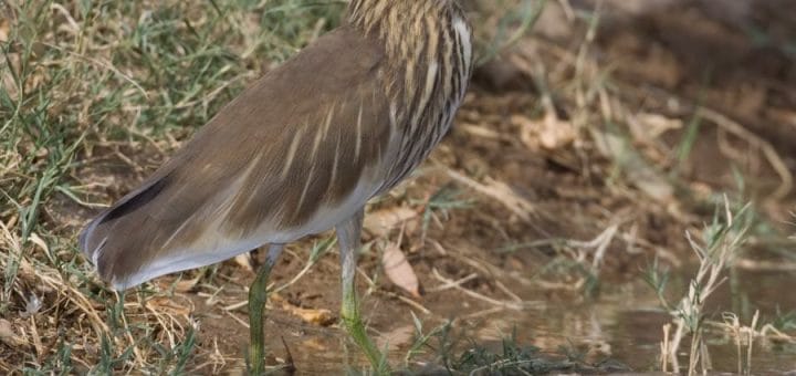 Indian Pond Heron standing in water