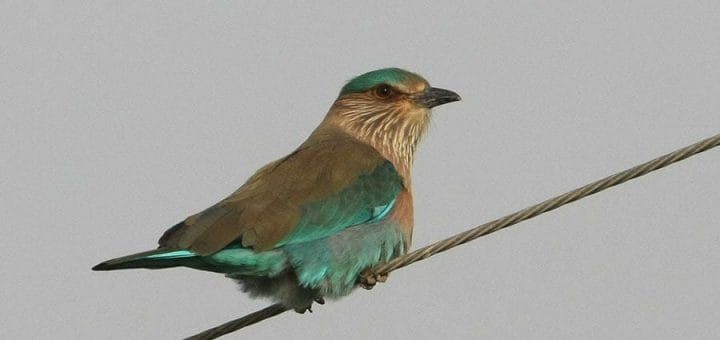 Indian Roller perched on a electrical wire