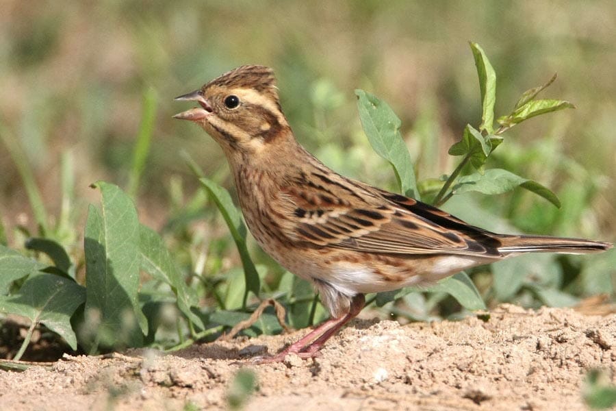 Rustic Bunting on a mound