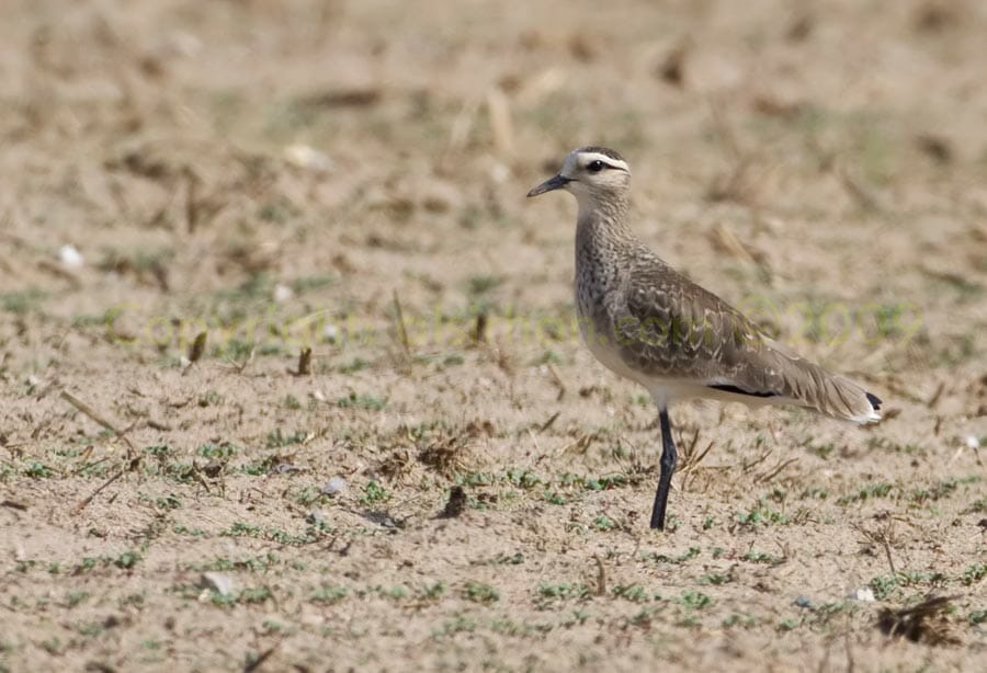 Sociable_Lapwing