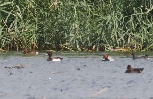 Frruginous, Tufted_Duck and Common Pochard