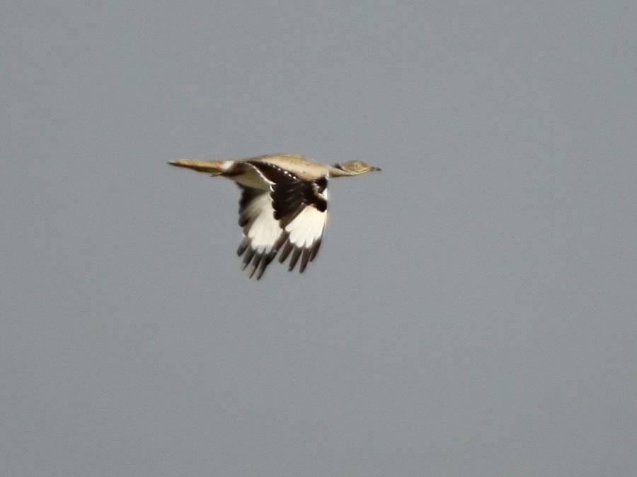 Macqueen’s Bustard in flight