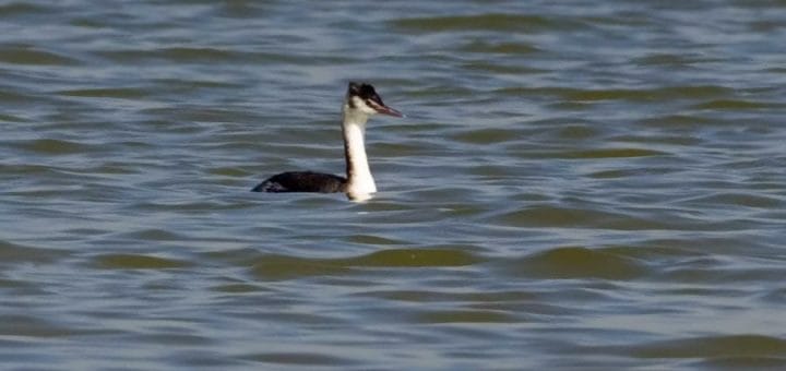 Great Crested Grebe swimming in water