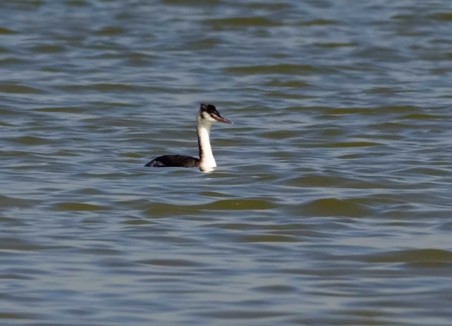 Greater Crested Grebe podiceps cristatus