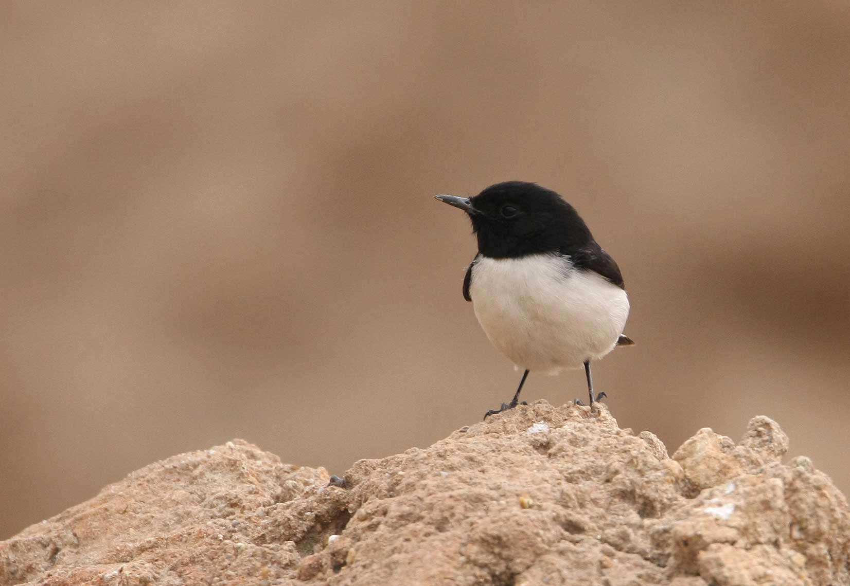 Hume’s Wheatear perched on a mound