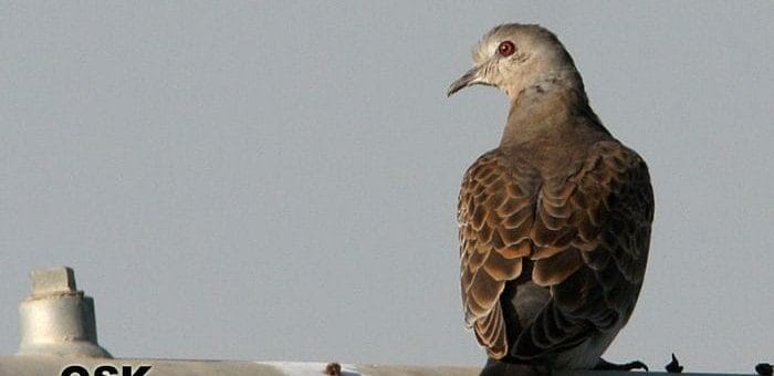 Oriental Turtle Dove standing on a pipe and looking to the left