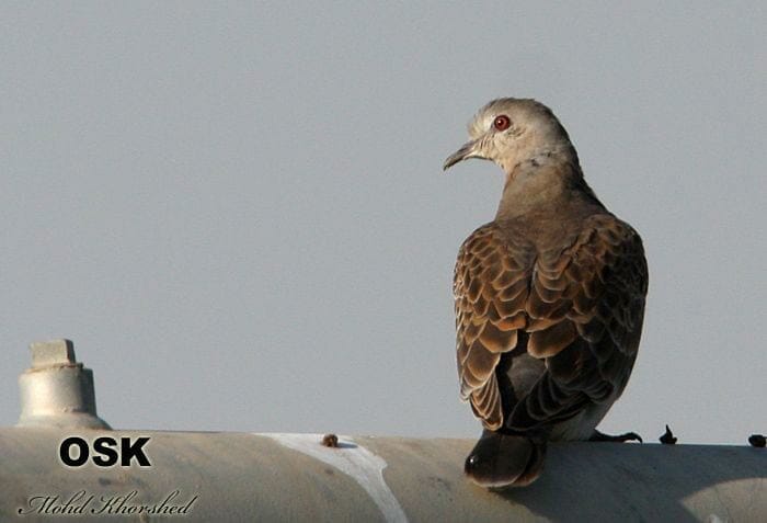 Oriental Turtle Dove looking to the left