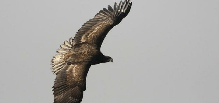 White-tailed Eagle in flight