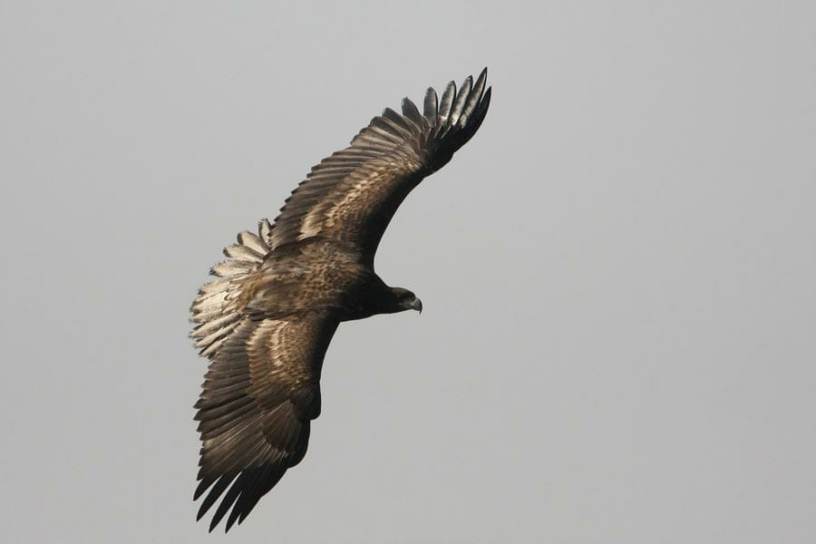 White-tailed Eagle in flight