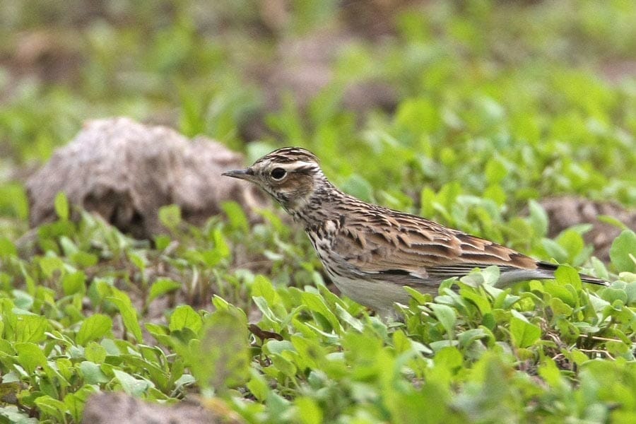 Woodlark standing in grass