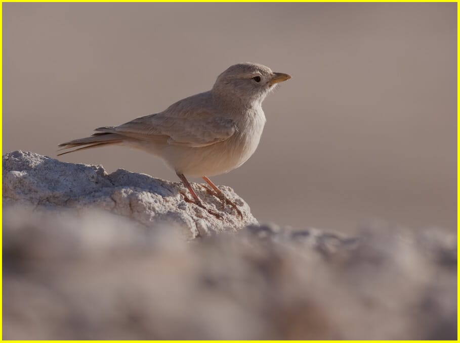 Desert Lark  Ammomanes deserti