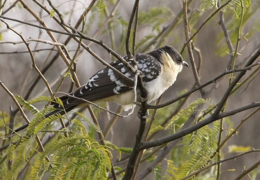 Great Spotted Cuckoo perched on a branch