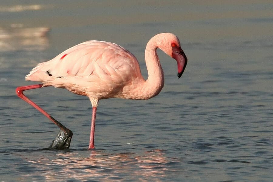 Lone Lesser Flamingo in sea water