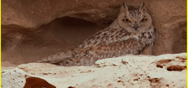 Pharaoh Eagle Owl sitting in a crevice