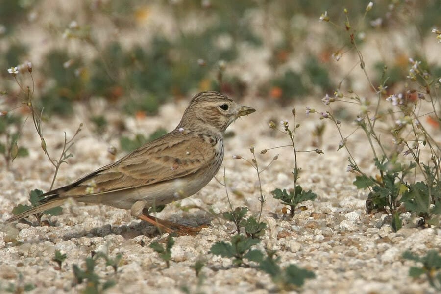 Turkestan Short-toed Lark perched on the ground