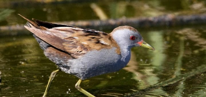 Little Crake walking in water
