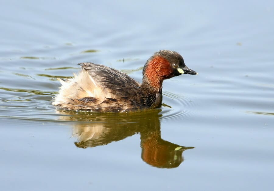 Little Grebe swimming in water