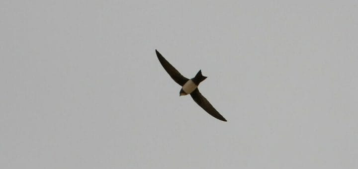 Alpine Swift in flight