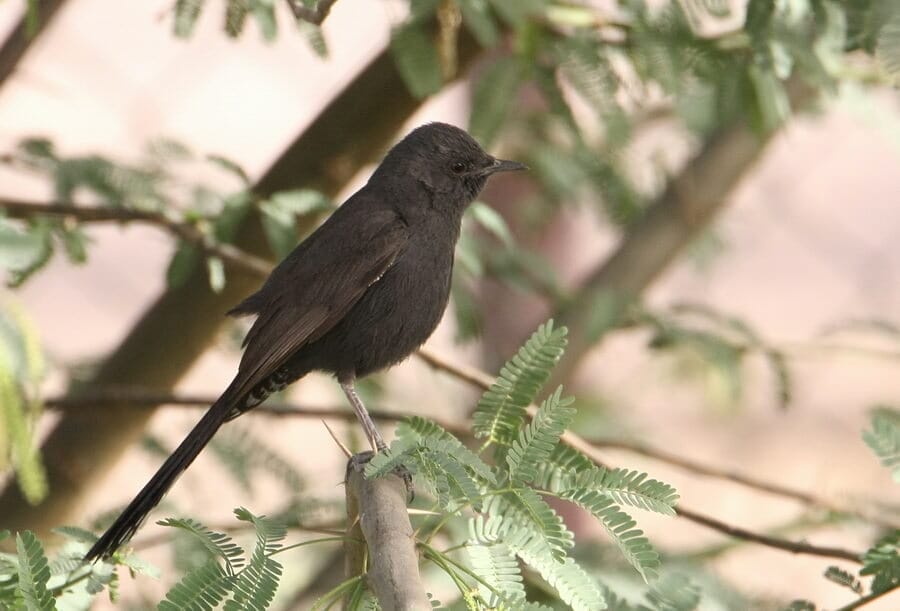 Black Bush Robin perched on a branch