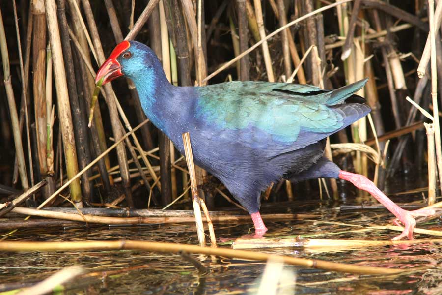 Purpple Swamphen walking in water