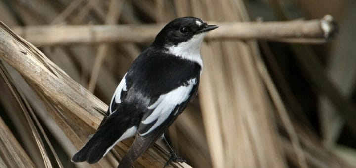 Semi-collared Flycatcher perched on a tree