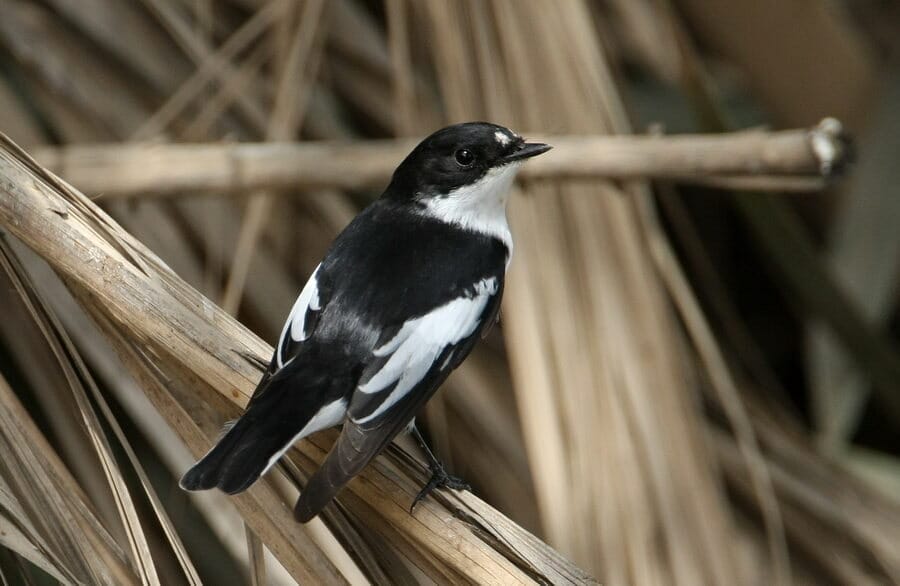 Semi-collared Flycatcher perched on a tree