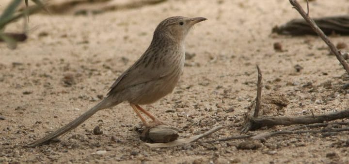 Afghan Babbler standing on the ground