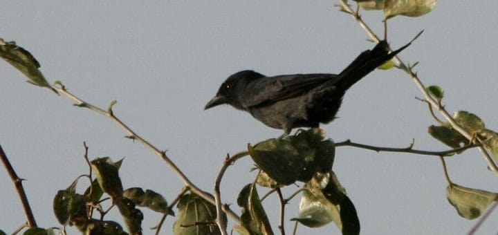 Ashy Drongo perched on a tree