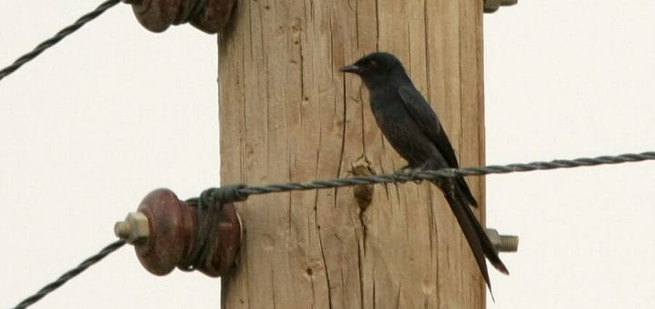 Ashy Drongo perching on electricity cable