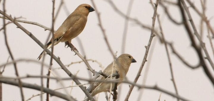 Desert Finch perched on a branch