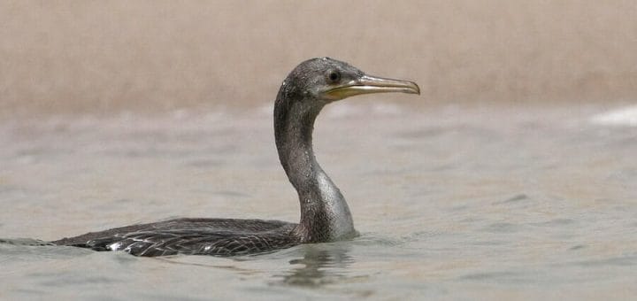 Socotra Cormorant swimming in water