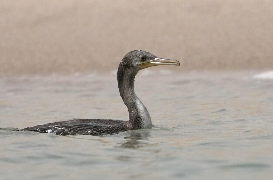 Socotra Cormorant swimming in water