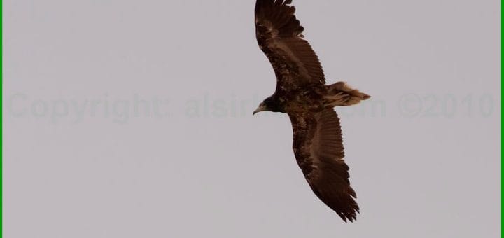 Egyptian Vulture in flight