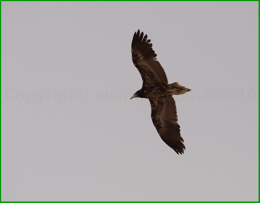 Egyptian Vulture in flight