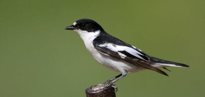 Semi-collared Flycatcher perched on a post