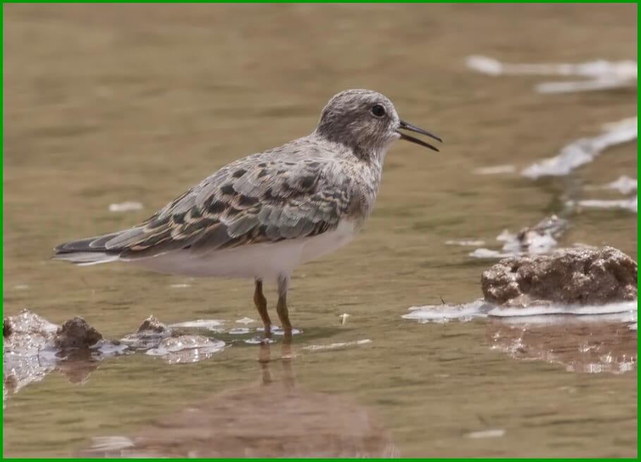 Temminck's Stint Calidris temminckii