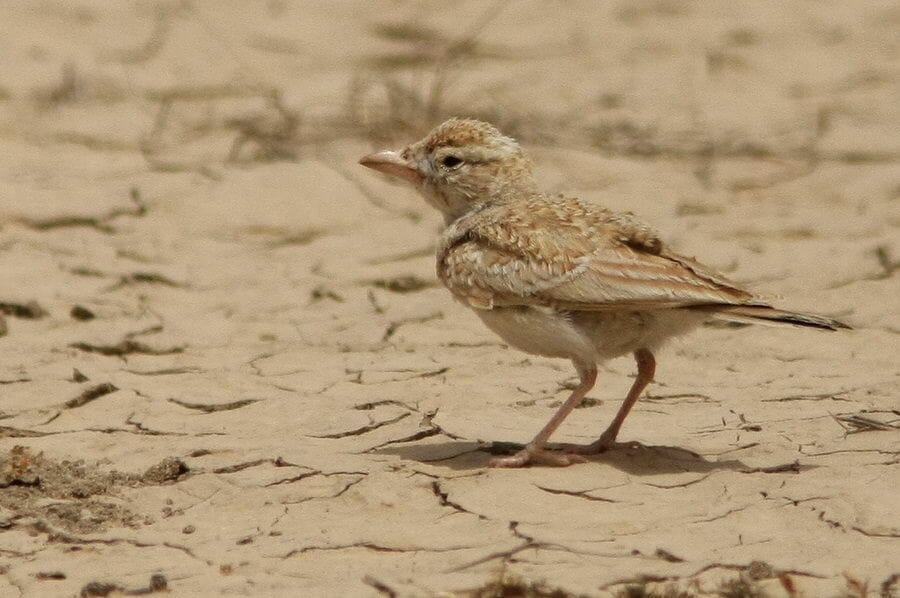 Arabian Lark standing on the ground