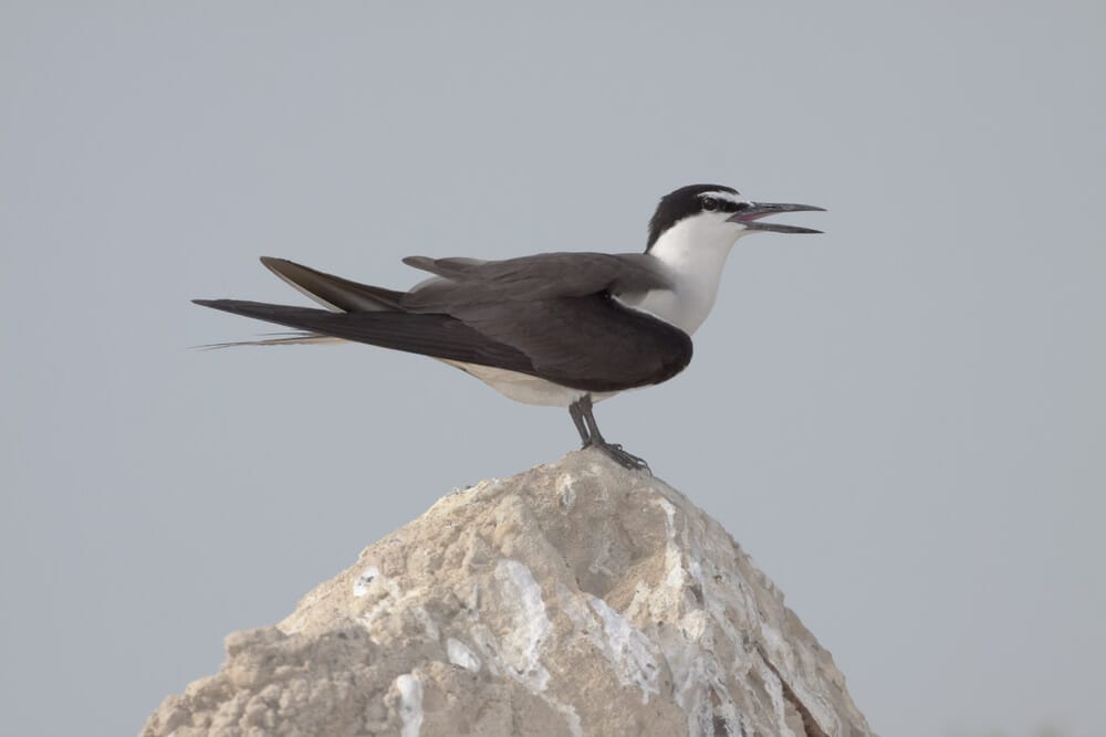 Bridled Tern perched on a rock